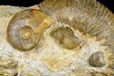 Jurassic Ammonite (Stephanoceras) - Kirchberg, Switzerland #175103-2